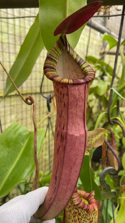 N. spectabilis x ‘Viking’ - assorted clones: BE-4523 *Pre-Order*