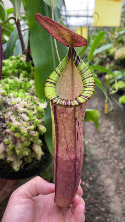 N. spectabilis x ‘Viking’ - assorted clones: BE-4523 *Pre-Order*
