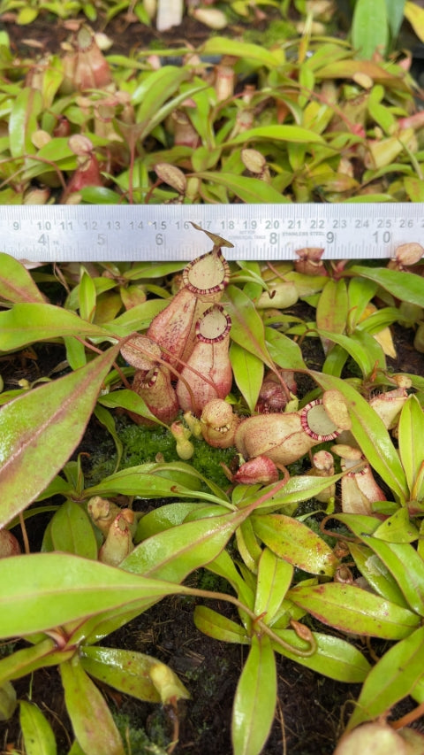 N. spectabilis x ‘Viking’ - assorted clones: BE-4523 *Pre-Order*