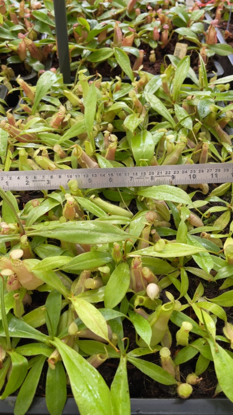 N. spectabilis x ‘Viking’ - assorted clones: BE-4523 *Pre-Order*