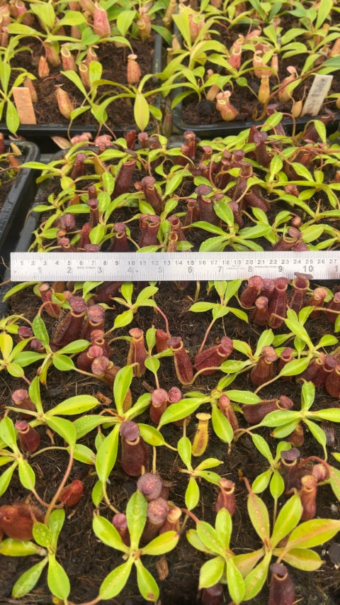 N. spectabilis x lowii - assorted clones: BE-4524 *Pre-Order*