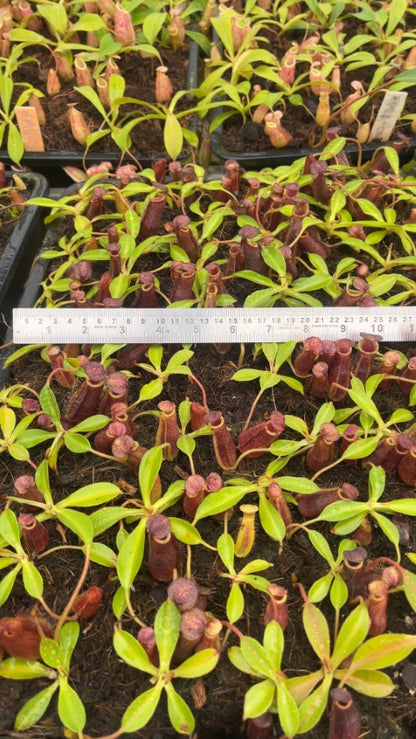 N. spectabilis x lowii - assorted clones: BE-4524 *Pre-Order*