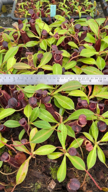 N. spectabilis x lowii - assorted clones: BE-4524 *Pre-Order*