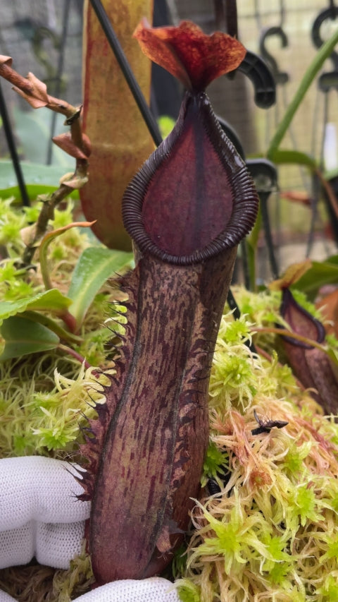 N. hamata x (lowii x tentaculata) - assorted clones: BE-4526