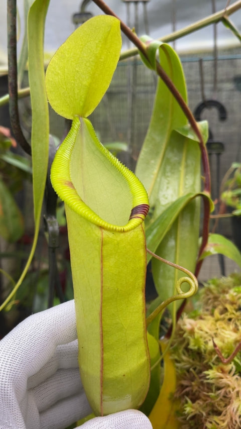 N. hamata x (lowii x tentaculata) - assorted clones: BE-4526 *Pre-Order*