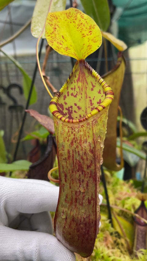 N. hamata x (lowii x tentaculata) - assorted clones: BE-4526 *Pre-Order*