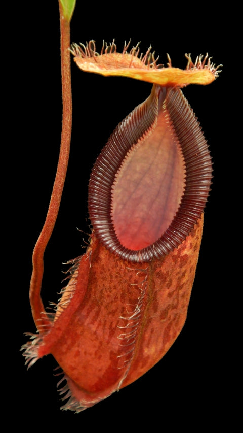 N. hamata x (lowii x tentaculata) - assorted clones: BE-4526 *Pre-Order*