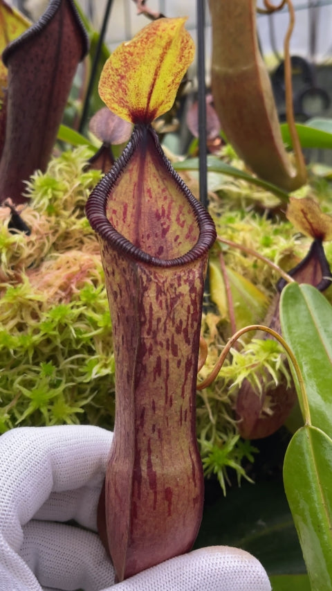 N. hamata x (lowii x tentaculata) - assorted clones: BE-4526 *Pre-Order*