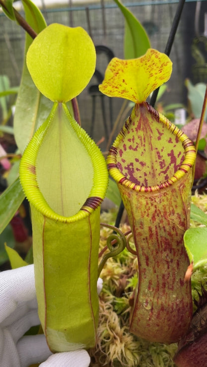 N. hamata x (lowii x tentaculata) - assorted clones: BE-4526 *Pre-Order*