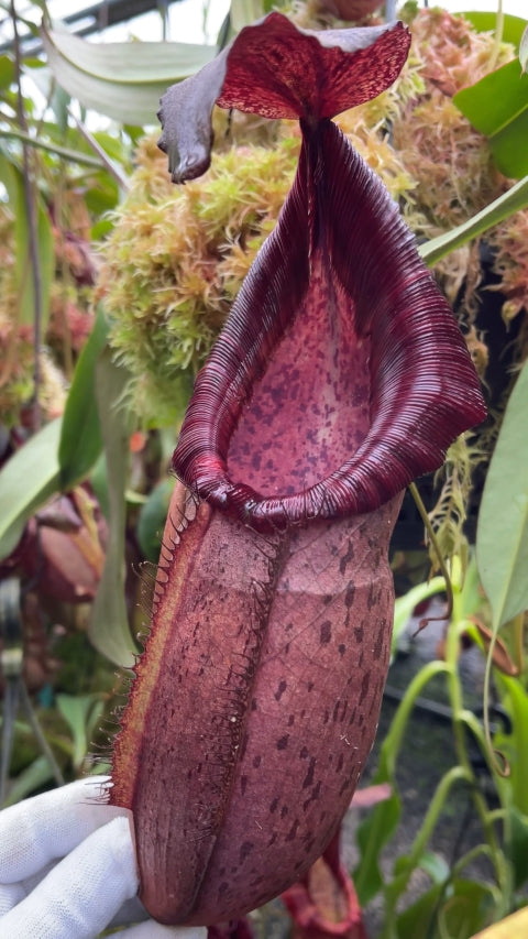 Nepenthes 'Helen' - selected cultivar: BE-4528 *Pre-Order*