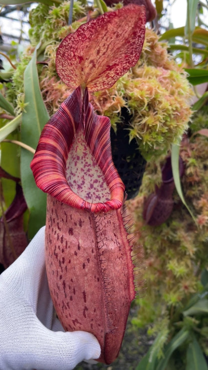Nepenthes 'Helen' - selected cultivar: BE-4528 *Pre-Order*