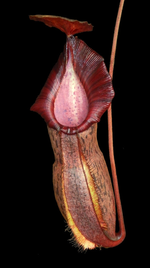 Nepenthes 'Helen' - selected cultivar: BE-4528 *Pre-Order*
