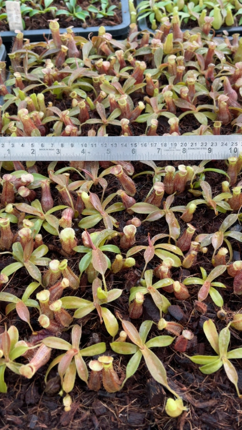 Nepenthes 'Helen' - selected cultivar: BE-4528 *Pre-Order*