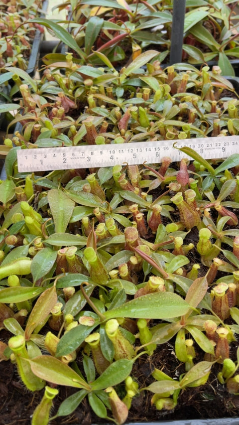 Nepenthes 'Helen' - selected cultivar: BE-4528 *Pre-Order*