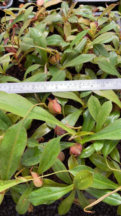 Nepenthes 'Helen' - selected cultivar: BE-4528 *Pre-Order*