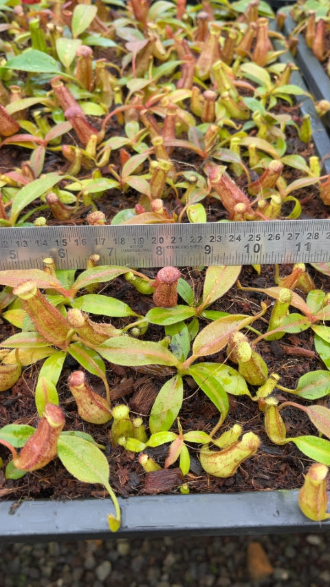 N. boschiana x klossii: BE-4530 *Pre-Order*
