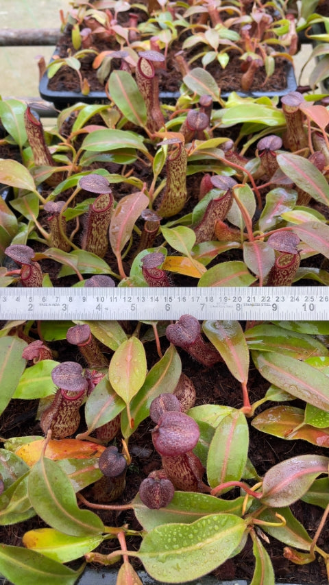 N. boschiana x klossii: BE-4530 *Pre-Order*
