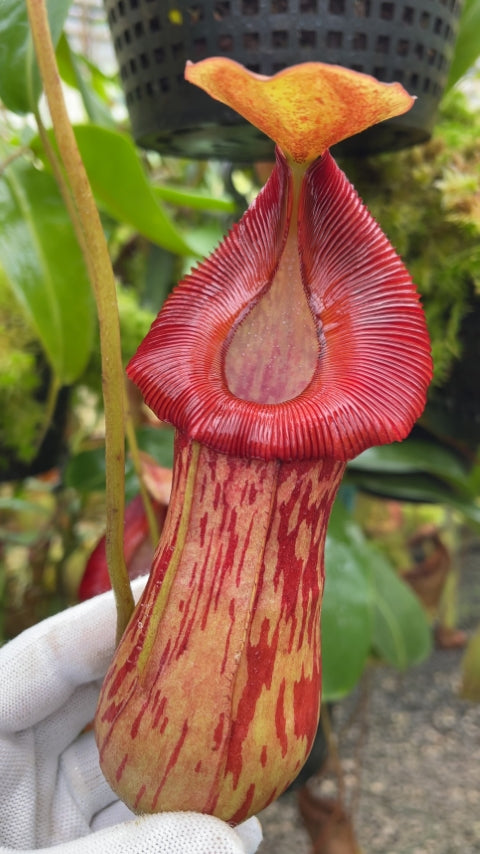 N. burkei x (burbidgeae x edwardsiana) - assorted clones: BE-4531