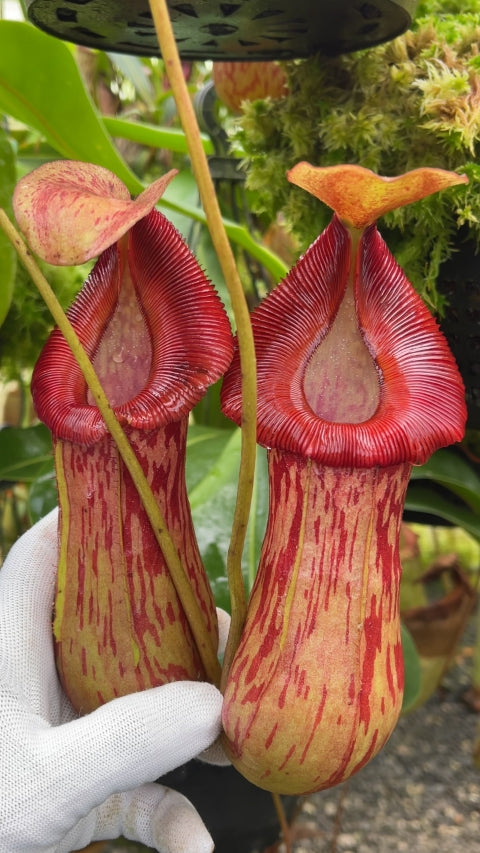 N. burkei x (burbidgeae x edwardsiana) - assorted clones: BE-4531 *Pre-Order*
