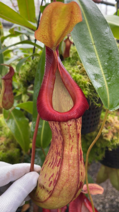 N. burkei x (burbidgeae x edwardsiana) - assorted clones: BE-4531 *Pre-Order*