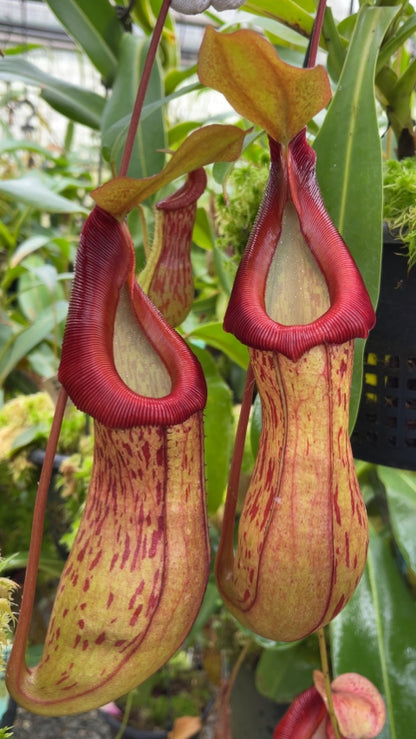 N. burkei x (burbidgeae x edwardsiana) - assorted clones: BE-4531 *Pre-Order*