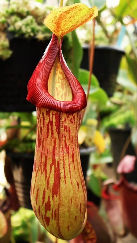 N. burkei x (burbidgeae x edwardsiana) - assorted clones: BE-4531 *Pre-Order*