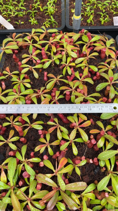 N. burkei x (burbidgeae x edwardsiana) - assorted clones: BE-4531 *Pre-Order*