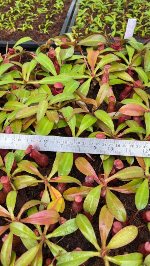 N. burkei x (burbidgeae x edwardsiana) - assorted clones: BE-4531 *Pre-Order*