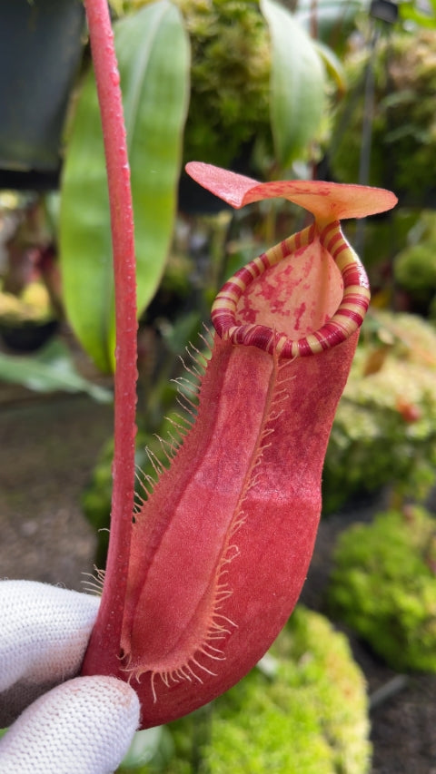 N. sumatrana - assorted clones: BE-4540 *Pre-Order*