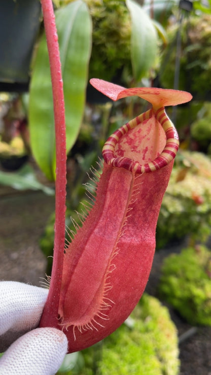 N. sumatrana - assorted clones: BE-4540 *Pre-Order*