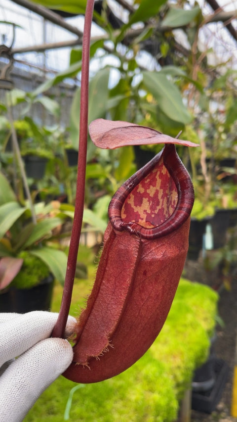 N. sumatrana - assorted clones: BE-4540 *Pre-Order*