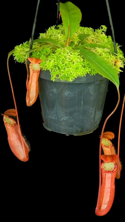 N. sumatrana - assorted clones: BE-4540 *Pre-Order*