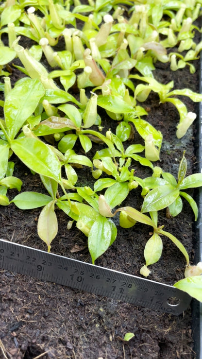 N. sumatrana - assorted clones: BE-4540 *Pre-Order*