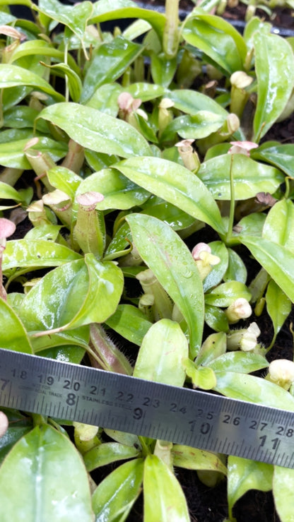 N. sumatrana - assorted clones: BE-4540 *Pre-Order*