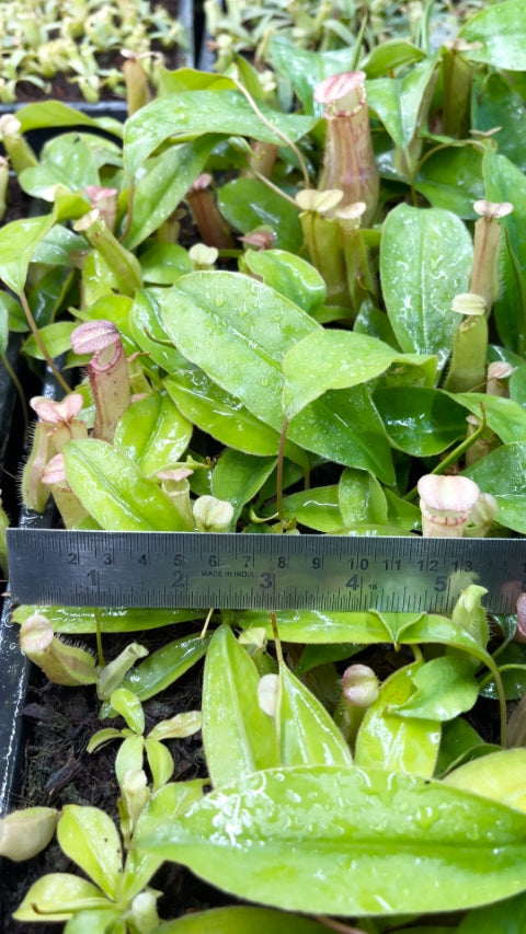 N. sumatrana - assorted clones: BE-4540 *Pre-Order*