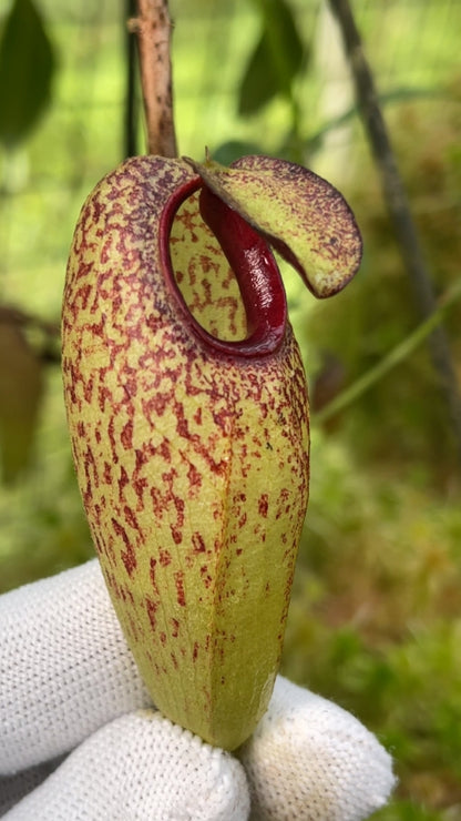 N. aristolochioides – from cuttings: BE-4544 *Pre-Order*