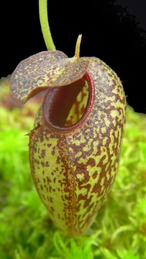 N. aristolochioides – from cuttings: BE-4544 *Pre-Order*