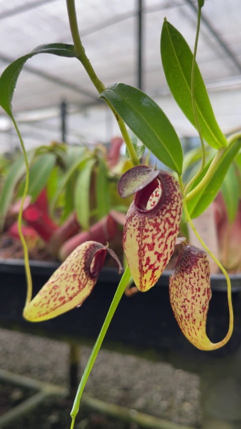 N. aristolochioides – from cuttings: BE-4544 *Pre-Order*