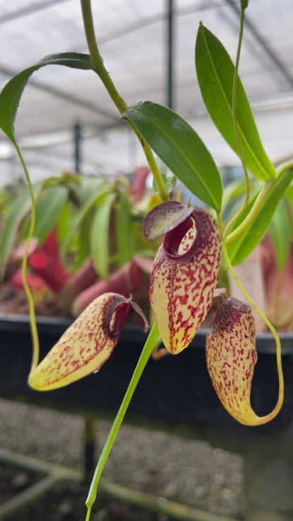 N. aristolochioides – from cuttings: BE-4544 *Pre-Order*