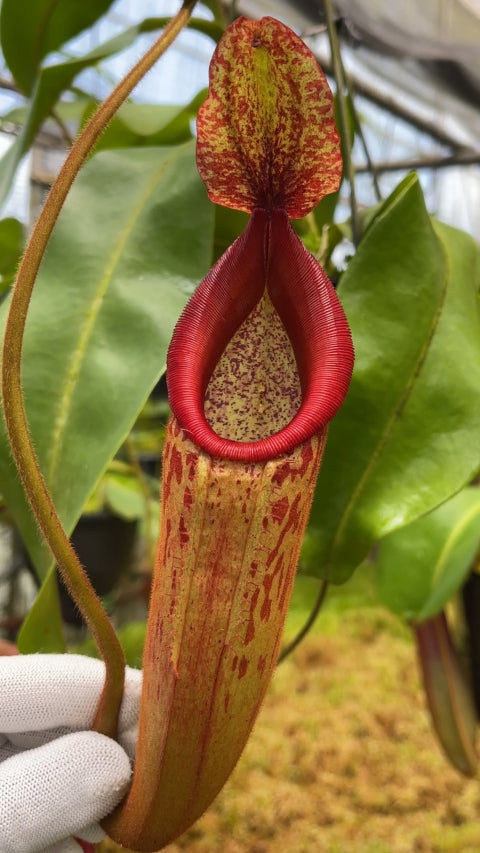 N. (veitchii x mira) x klossii - assorted clones: BE-4548