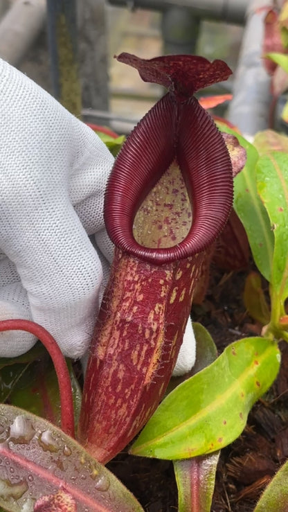 N. (veitchii x mira) x klossii - assorted clones: BE-4548 *Pre-Order*
