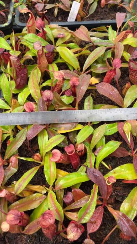 N. (veitchii x mira) x klossii - assorted clones: BE-4548 *Pre-Order*