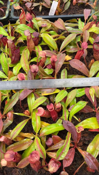 N. (veitchii x mira) x klossii - assorted clones: BE-4548 *Pre-Order*