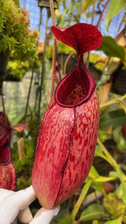 N. (veitchii x lowii) x aristolochioides - assorted clones: BE-4550