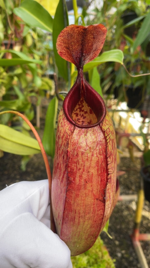 N. (veitchii x lowii) x aristolochioides - assorted clones: BE-4550 *Pre-Order*
