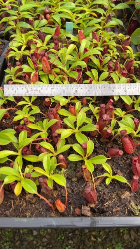 N. (veitchii x lowii) x aristolochioides - assorted clones: BE-4550 *Pre-Order*