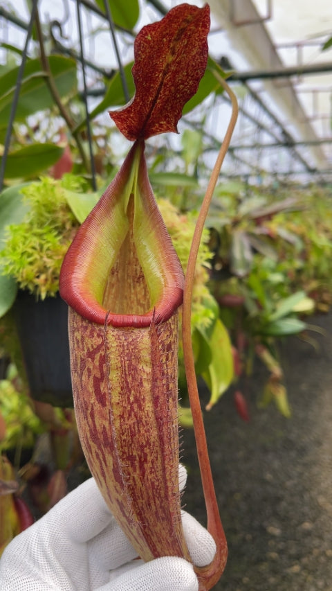 N. talangensis x zakriana: BE-4552