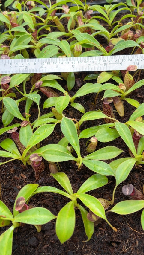 N. talangensis x zakriana: BE-4552 *Pre-Order*