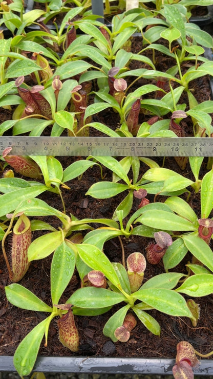 N. talangensis x zakriana: BE-4552 *Pre-Order*