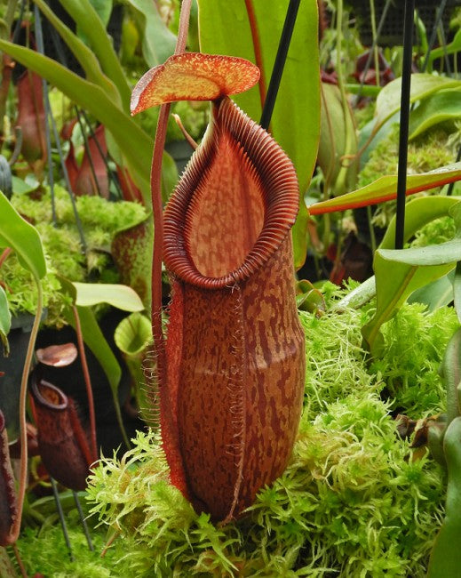 N. hamata x gymnamphora - assorted clones: BE-4553